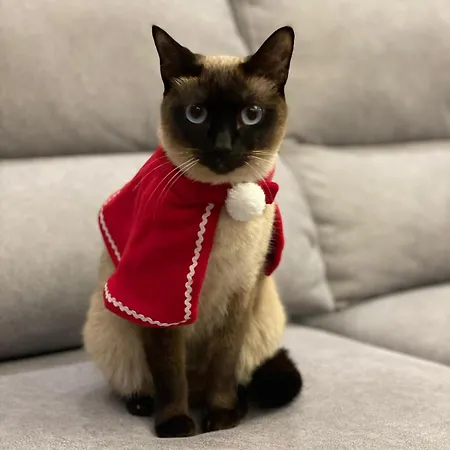 Modern With River Views, Sunrise & Friendly Cats Privat bolig *